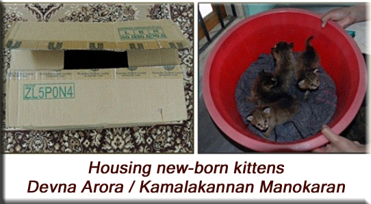 Devna Arora - Housing new-born kittens in boxes or tubs